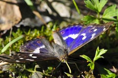 Groer Schillerfalter - Zum Vergroessern klicken!